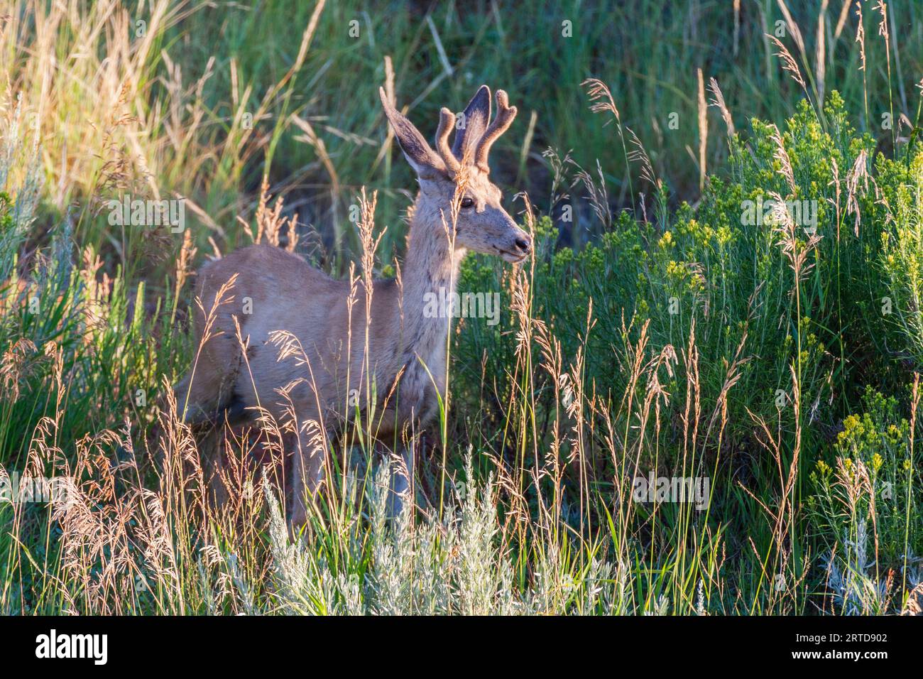 Mule Deer, Odocoileus hemionus in mattina presto luce in Devil's Tower National Monument in Wyoming. Foto Stock