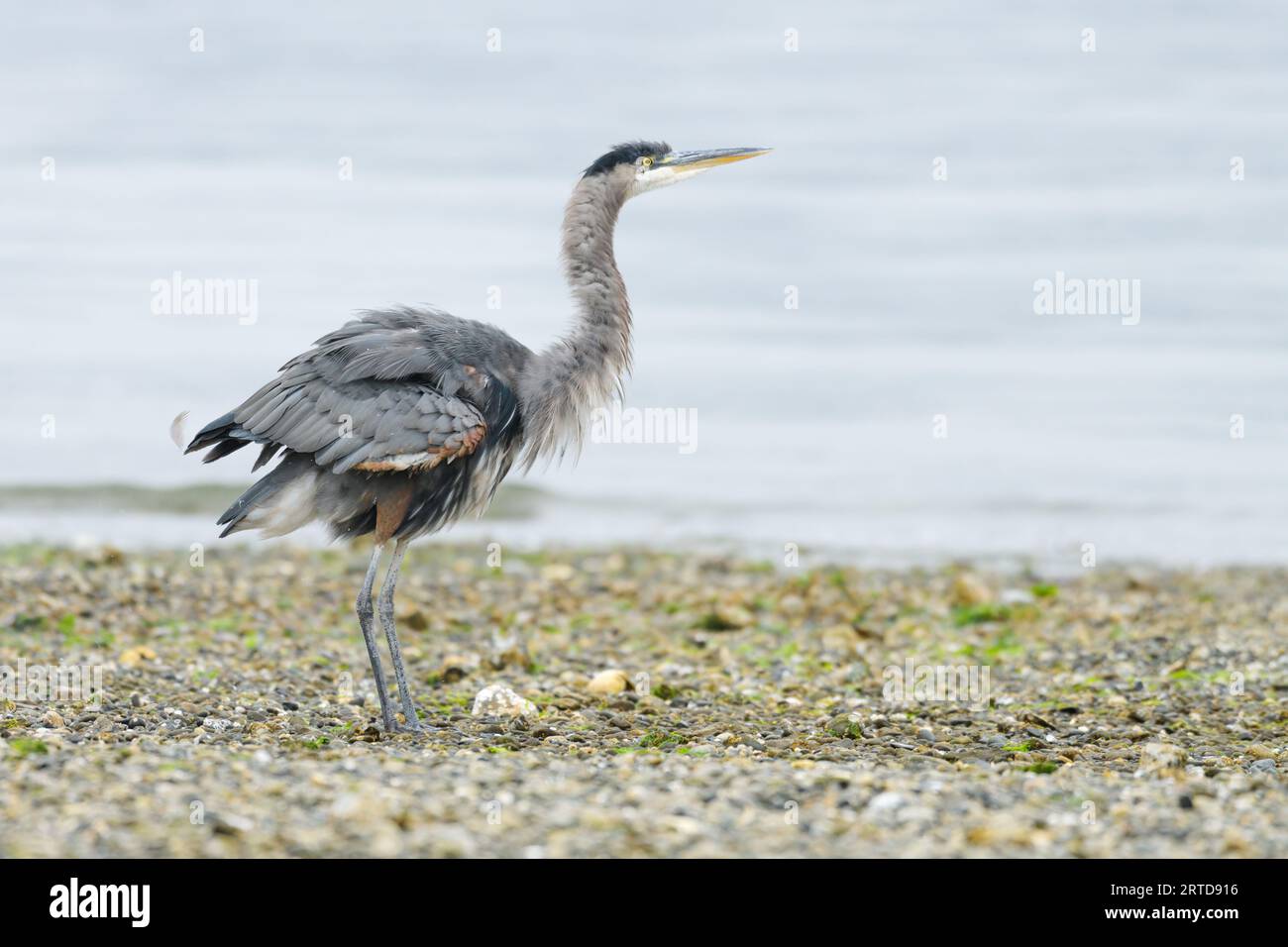Great Blue Heron su una spiaggia di ciottoli che scuote le sue piume contro l'oceano Foto Stock