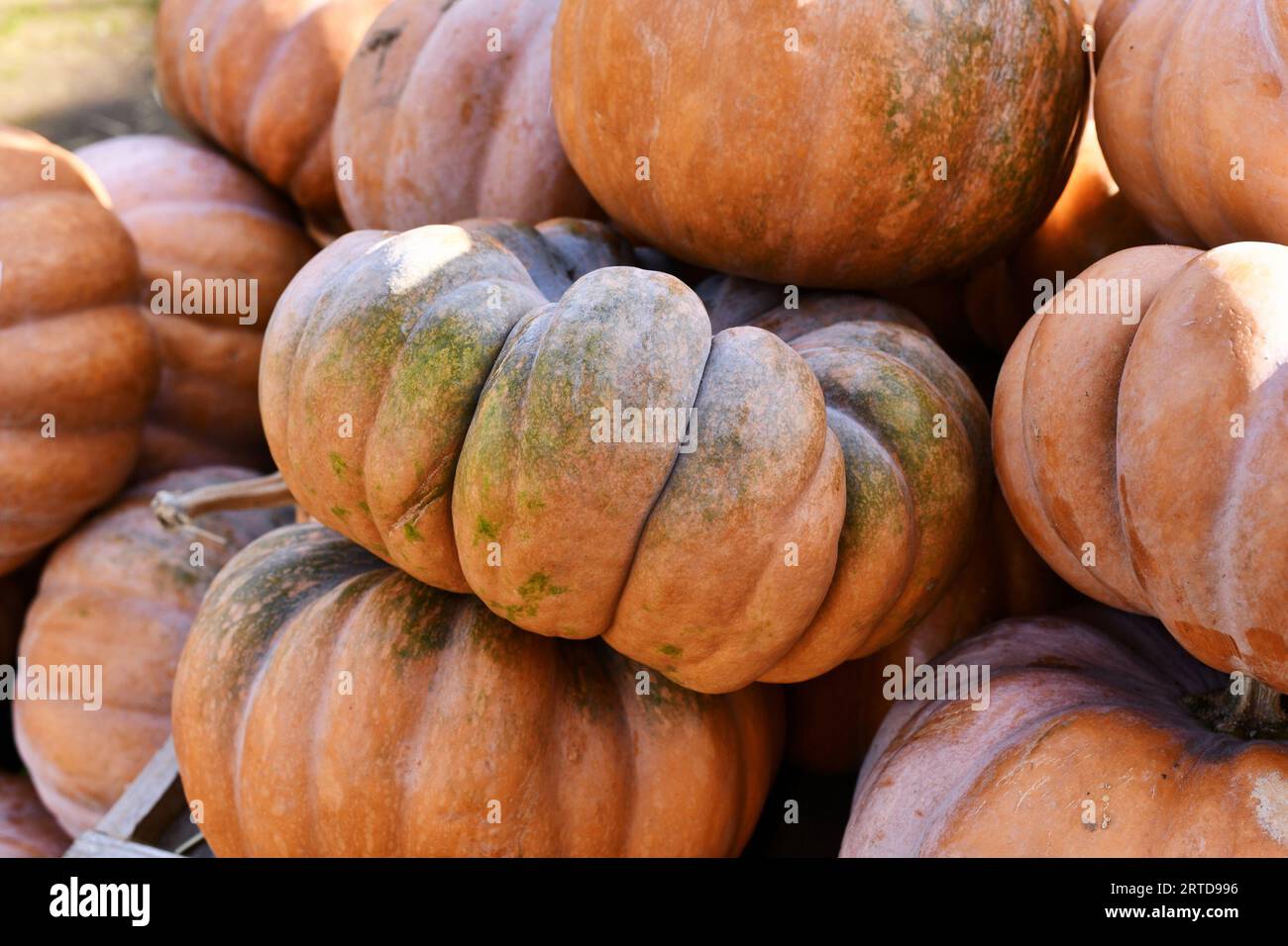 Grandi zucche arancioni "Musquee de Provence" con zone verdi. Chiamata anche zucca da favola Foto Stock