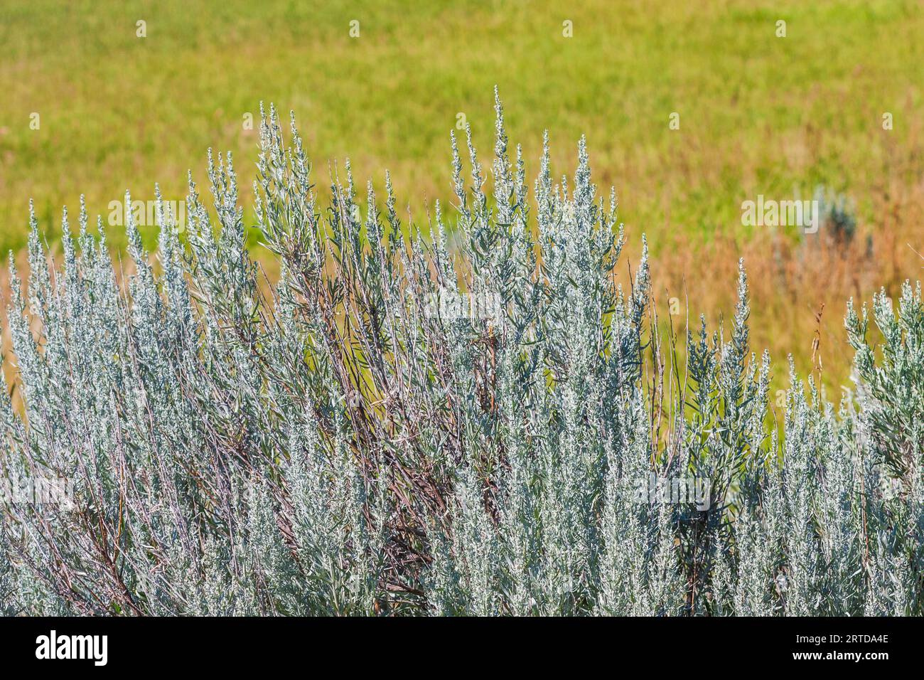 Sagebrush ed erba nativa alla luce del mattino presto al devil's Tower National Monument nel Wyoming. Foto Stock