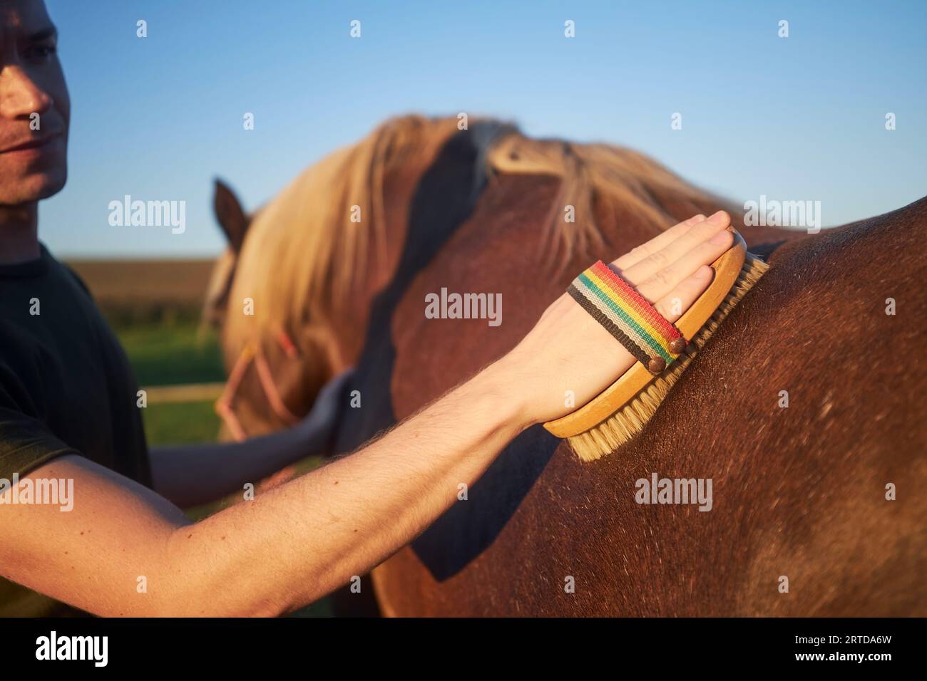 Uomo durante la cura del cavallo nelle soleggiate giornate estive. Primo piano della mano mentre si spazzolano il dorso di mare marrone. Foto Stock
