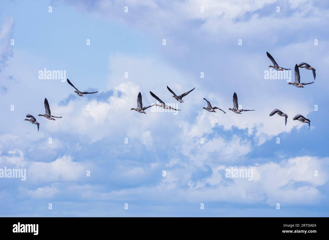 Una formazione di oche selvatiche che volano sopra l'isola di Öland, Svezia. Foto Stock