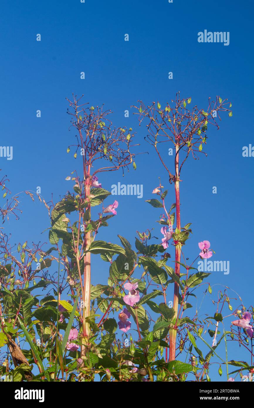 Alte piante di Impatiens glandulifera, balsamo himalayano, una specie invasiva, contro un cielo blu Foto Stock