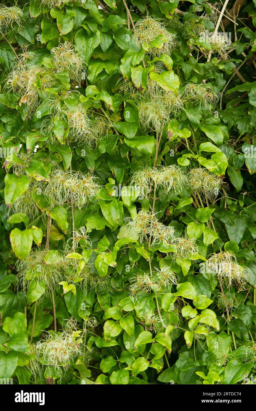 Sipario di foglie e fiori sbiaditi dell'alpinista Clematis vitalba, barba del vecchio. Foto Stock