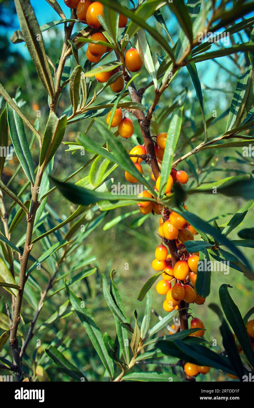 Rametto con spina di mare in primo piano. Deliziosa bacca con vitamine C, e e B. Foto Stock