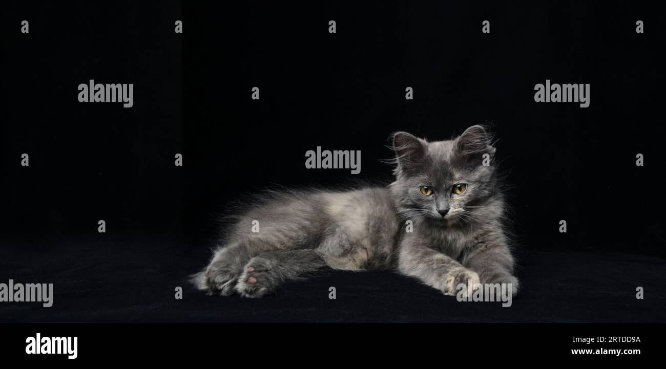 Giovane gattino grigio con bellissimi occhi sfondo nero Foto Stock