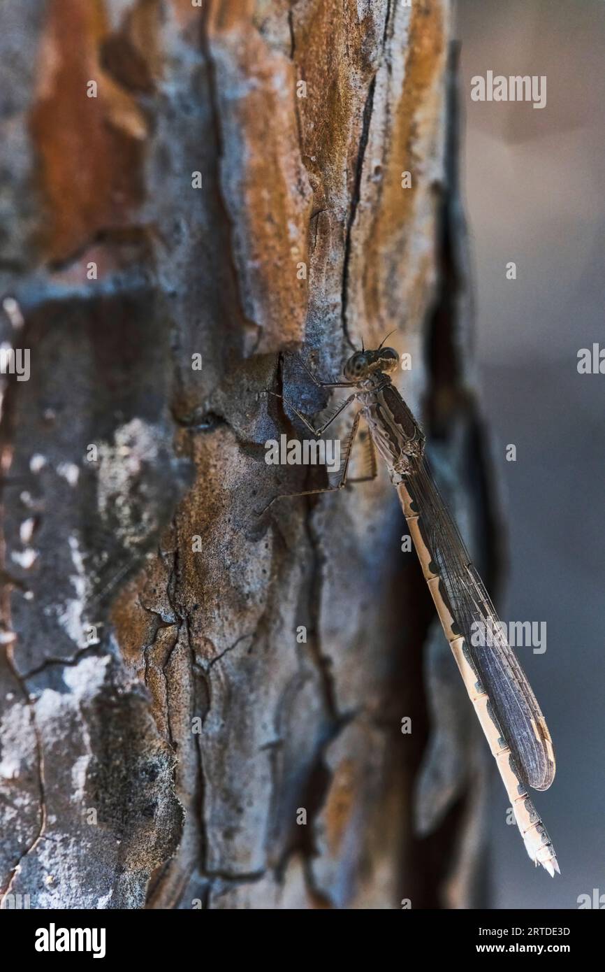 Piccola libellula si trova un pino corteccia, foto macro Foto Stock