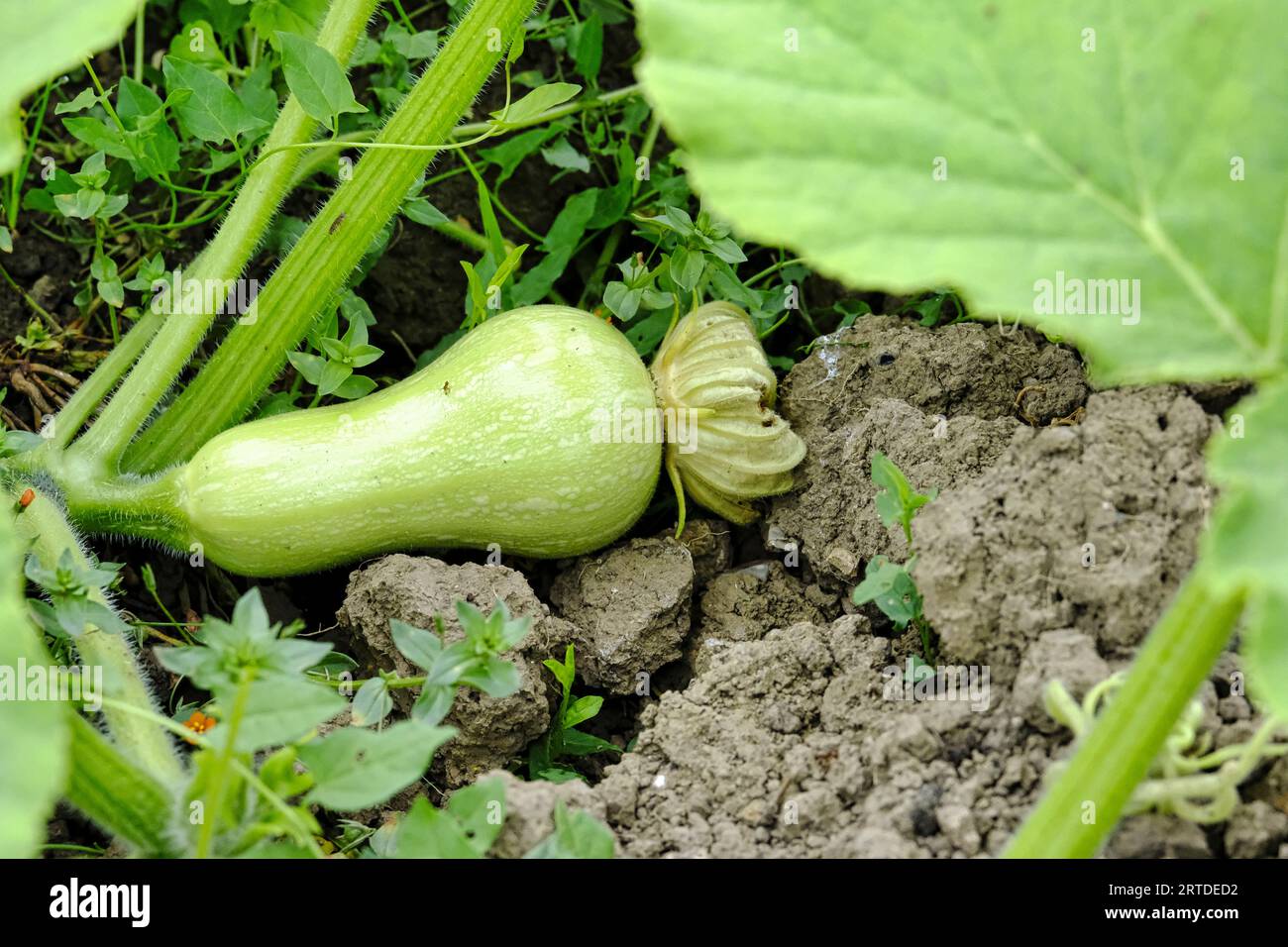 Giovane zucca verde di Butternut che cresce sulle assegnazioni britanniche alla fine dell'estate Foto Stock