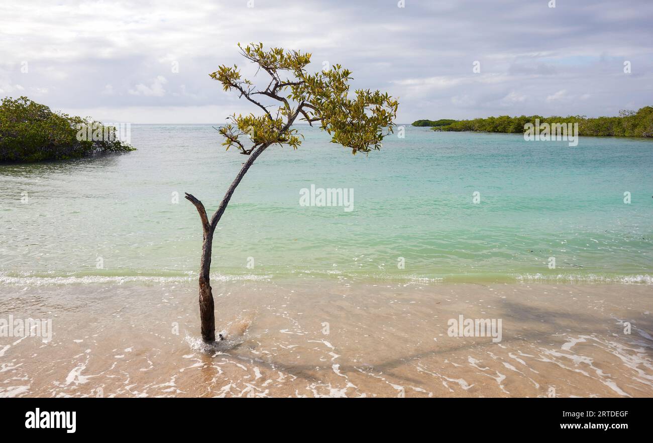 Spiaggia tedesca vuota (Playa de los Alemanes) con mangrovie sullo sfondo sull'isola di Santa Cruz, Parco Nazionale delle Galapagos, Ecuador. Foto Stock
