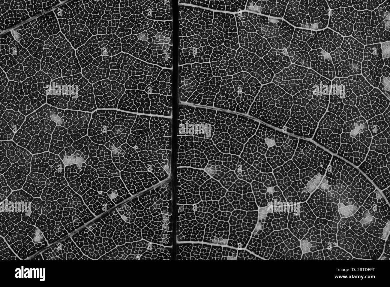 Sfondo macro lamina in bianco e nero con texture. Foto Stock