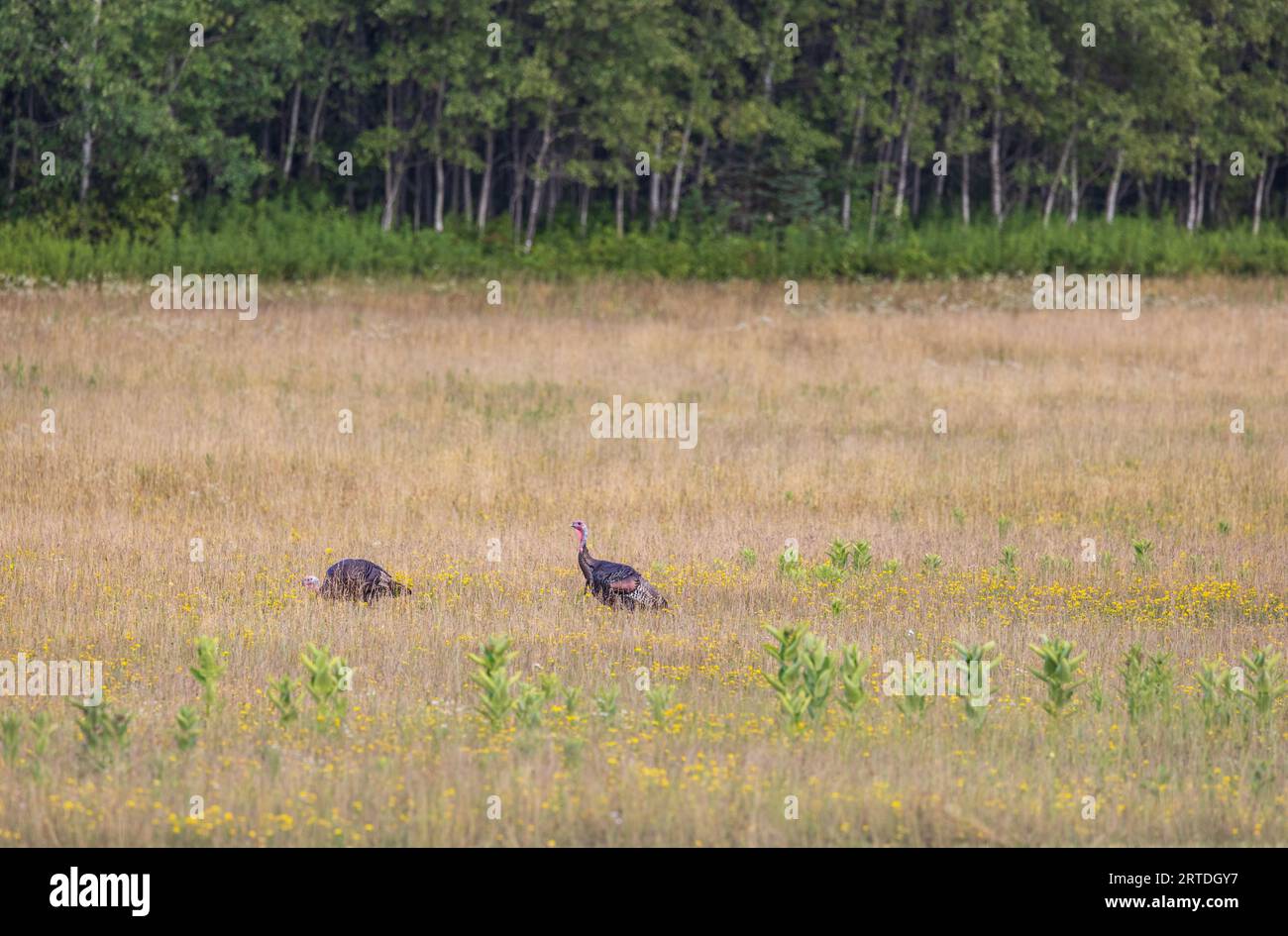 Due gobbler che si nutrono in un campo del Wisconsin settentrionale. Foto Stock