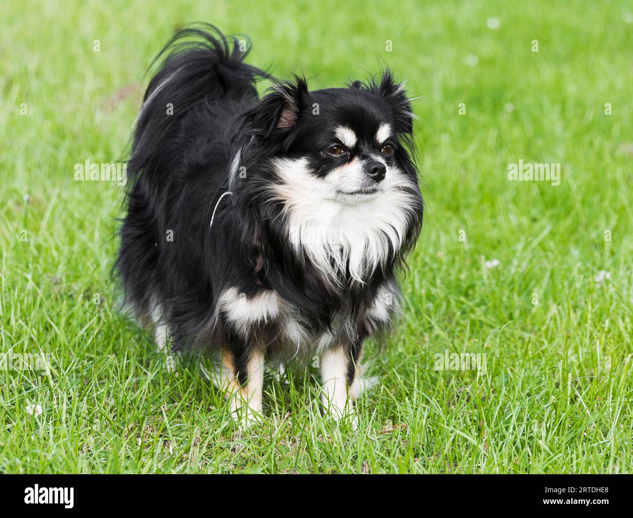 Un chihuahua dai capelli lunghi si trova in un campo di erba verde Foto Stock