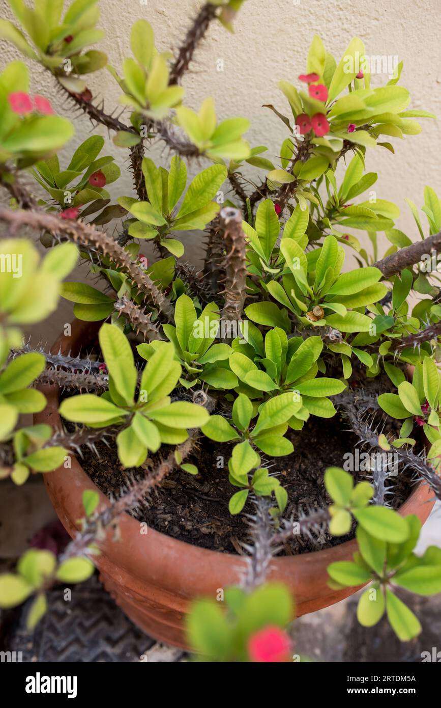Pianta Spina Di Cristo Significato L'Euphorbia milii, la corona di spine, pianta di Cristo, o spina di