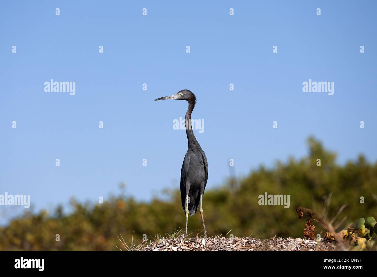 Black Heron caccia sulla costa dell'oceano Atlantico Foto Stock