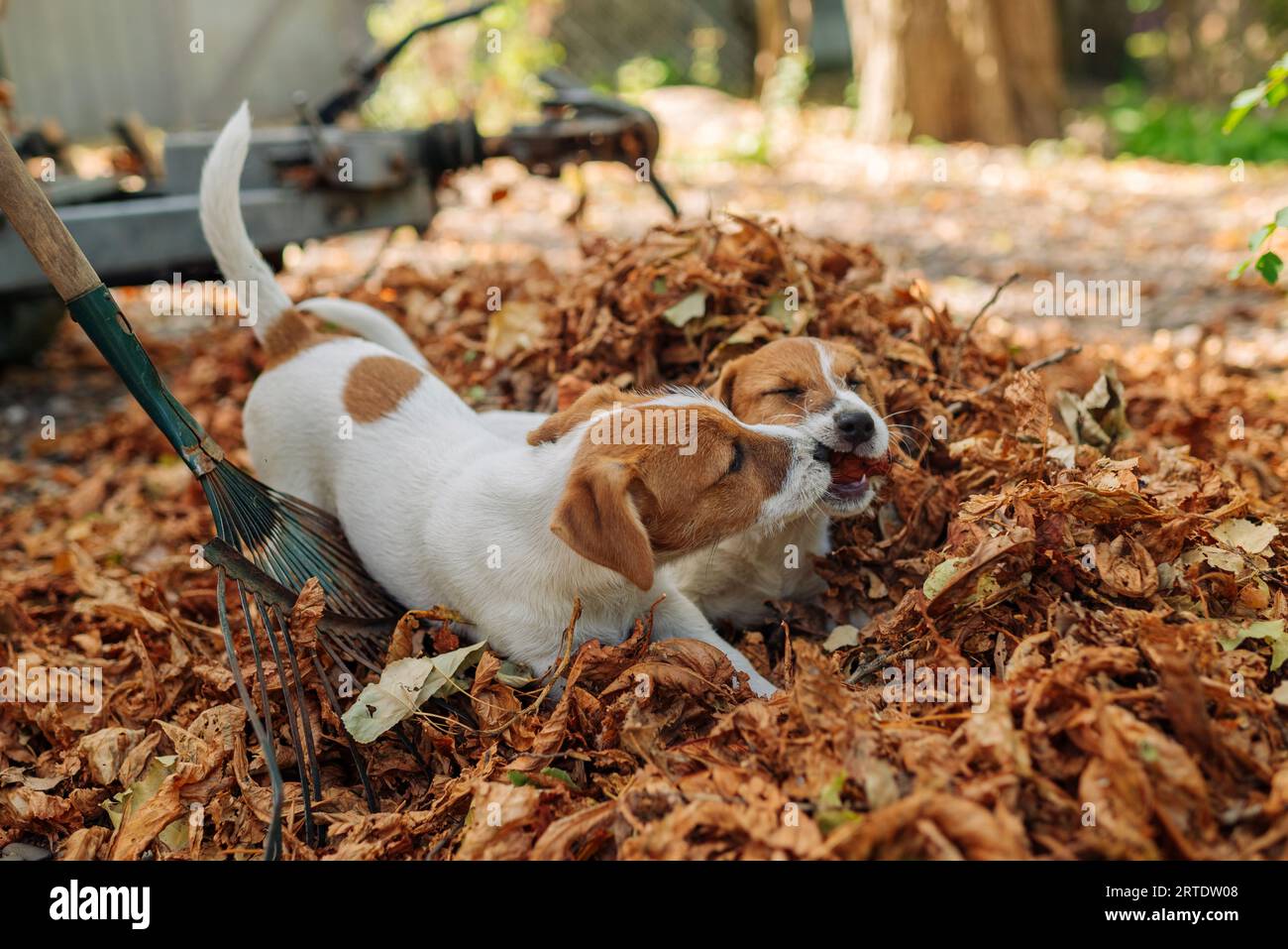due cuccioli di jack russell che giocano in una grande pila di foglie cadute Foto Stock