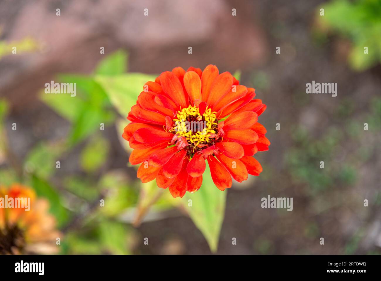 Primo piano di un fiore rosso di gerbera alla luce del giorno. Giardino, cottage, rurale. Foto Stock