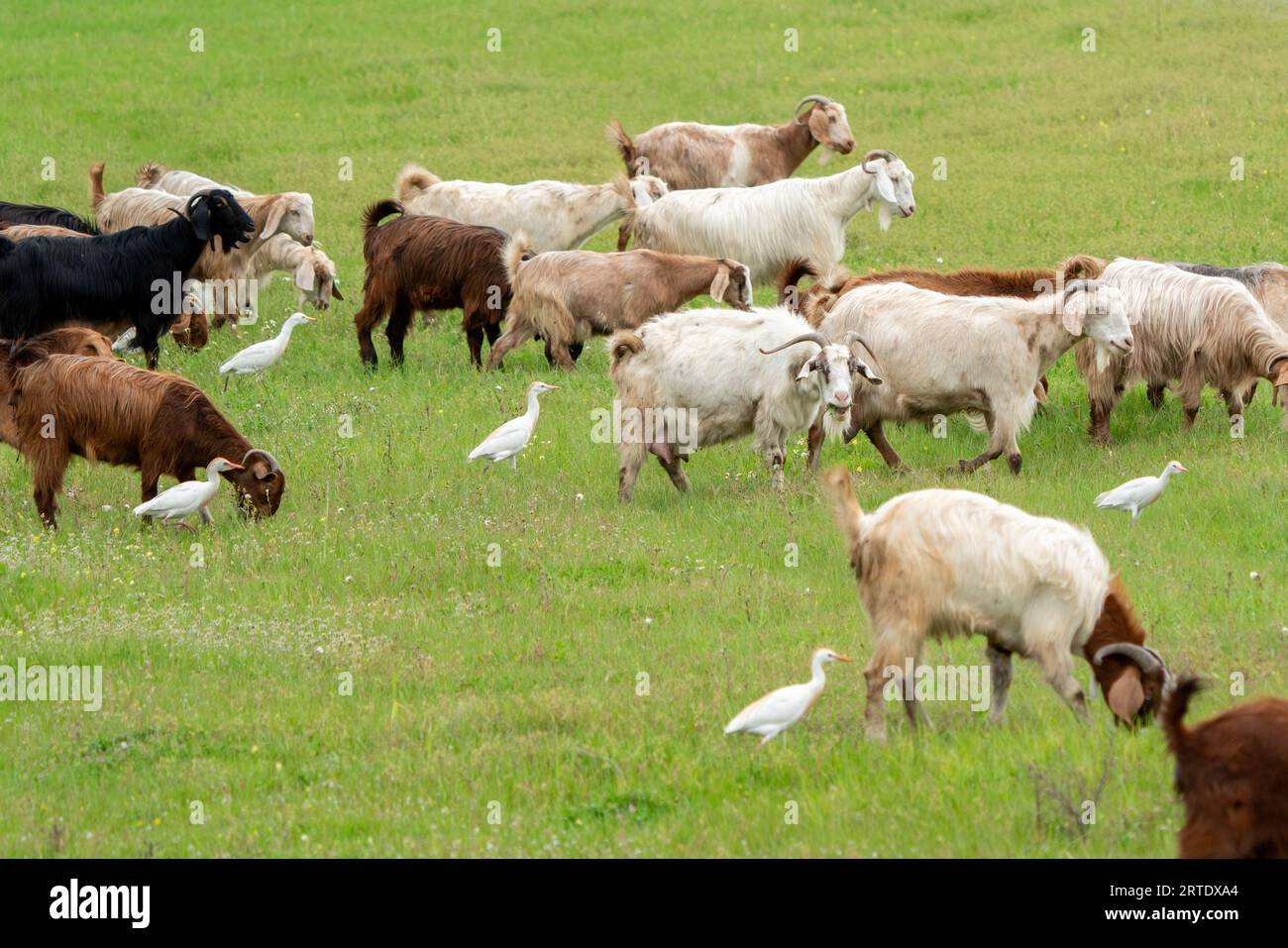 Egret e Capra si nutrono insieme nel pascolo. Foto Stock