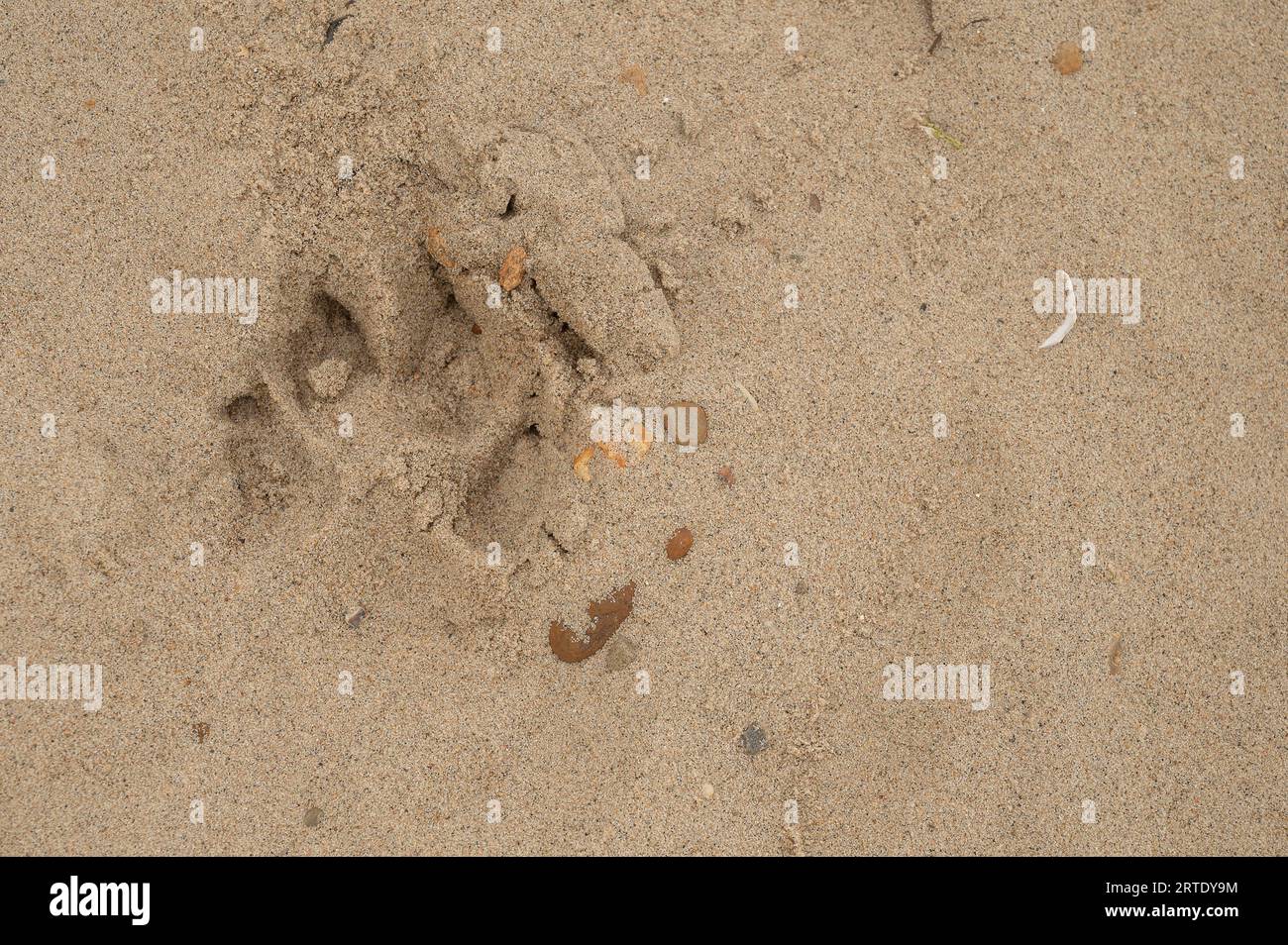 tracce di zampe e artigli di un cane nella sabbia Foto Stock