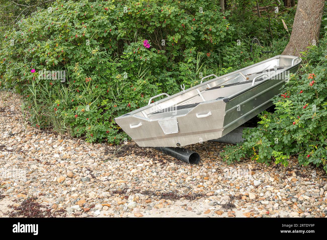una barca in alluminio su rulli, distesa sulla riva tra i fianchi delle rose, legata a un albero Foto Stock