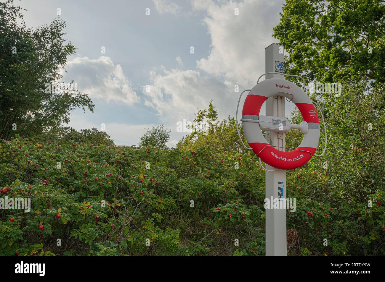 boa di vita rossa e bianca su un palo con rosa verde e cielo blu sullo sfondo Foto Stock
