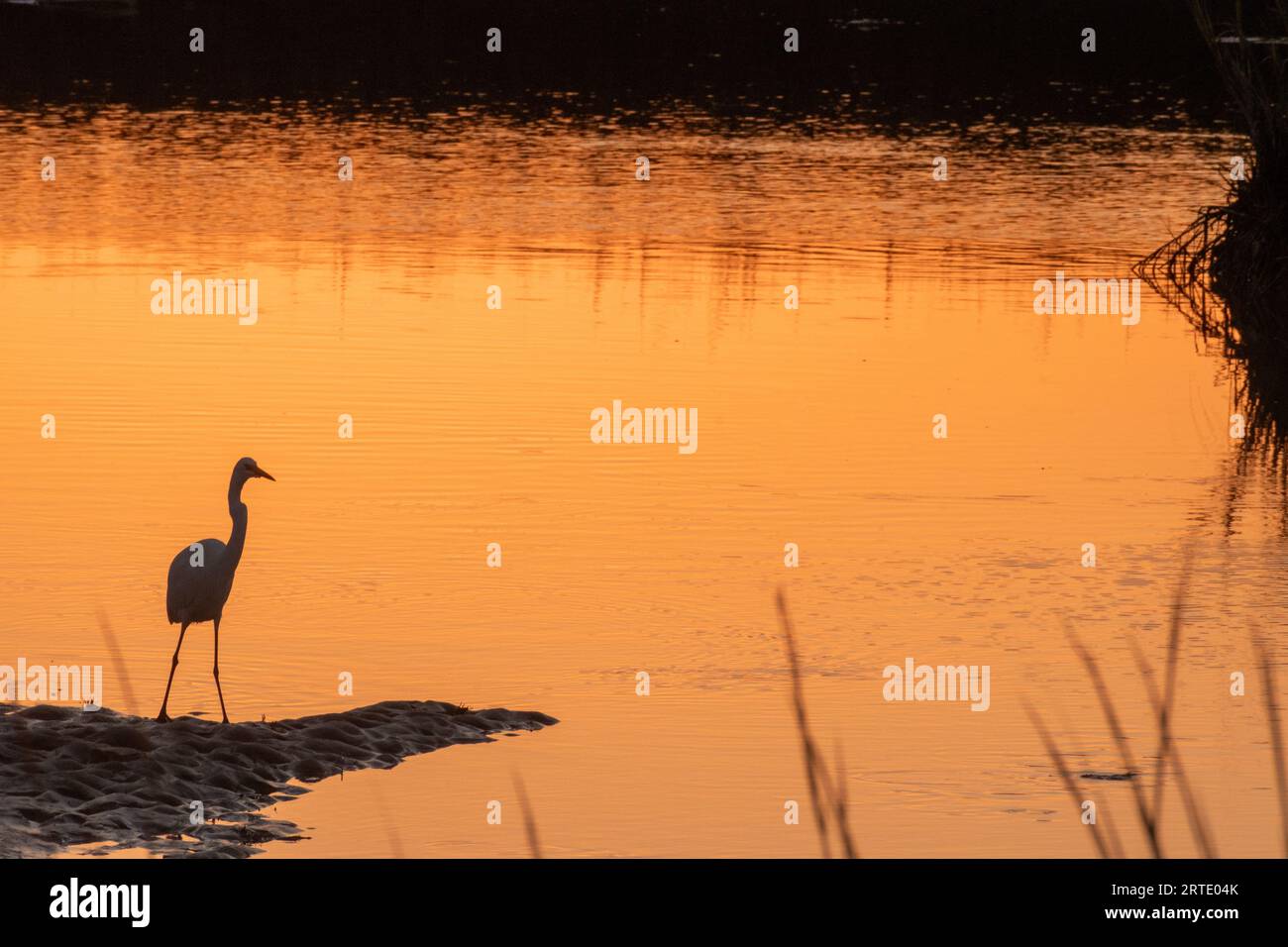 Pesca all'egretta innevata (o airone bianco) ai margini della palude salata ai margini del Pawley's Island Sound a Pawley's Island nel South Carolina al tramonto Foto Stock