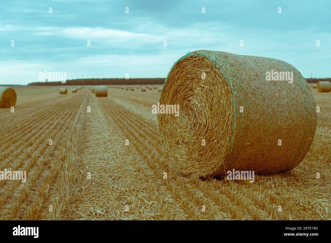 energia rinnovabile campo di elettricità mais grano fattoria terreni agricoli sole estivo Foto Stock