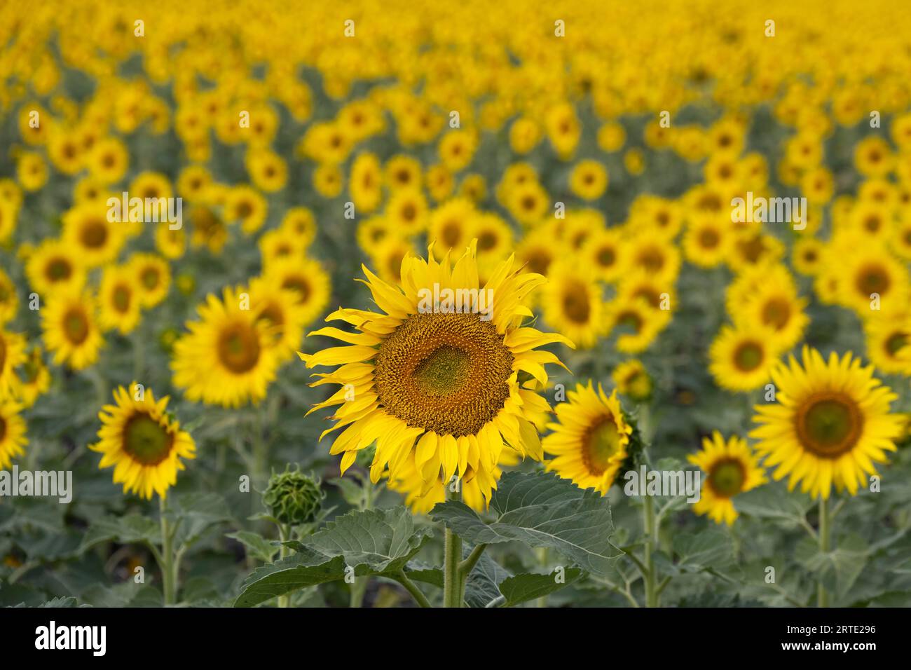 Teste di girasole (Helianthus annuus) in fiore con abbondanza di girasoli in un campo sullo sfondo; Manitoba, Canada Foto Stock