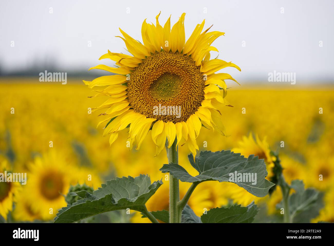 Primo piano di una testa di girasole (Helianthus annuus) in fiore con abbondanza di girasoli in un campo sullo sfondo; Manitoba, Canada Foto Stock
