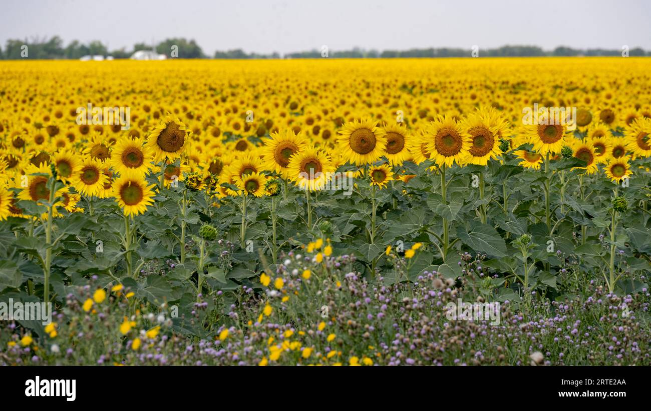 Teste di girasole (Helianthus annuus) in fiore con abbondanza di girasoli in un campo sullo sfondo; Manitoba, Canada Foto Stock