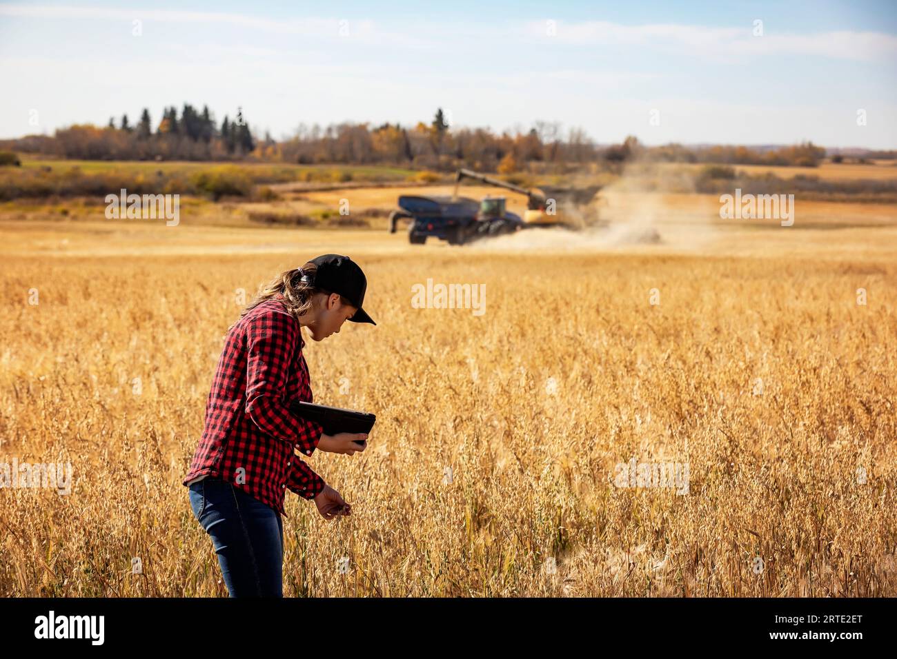 Una giovane donna agricola esamina il raccolto di grano durante il raccolto utilizzando tecnologie software agricole avanzate su un tampone, con una mietitrebbia o... Foto Stock