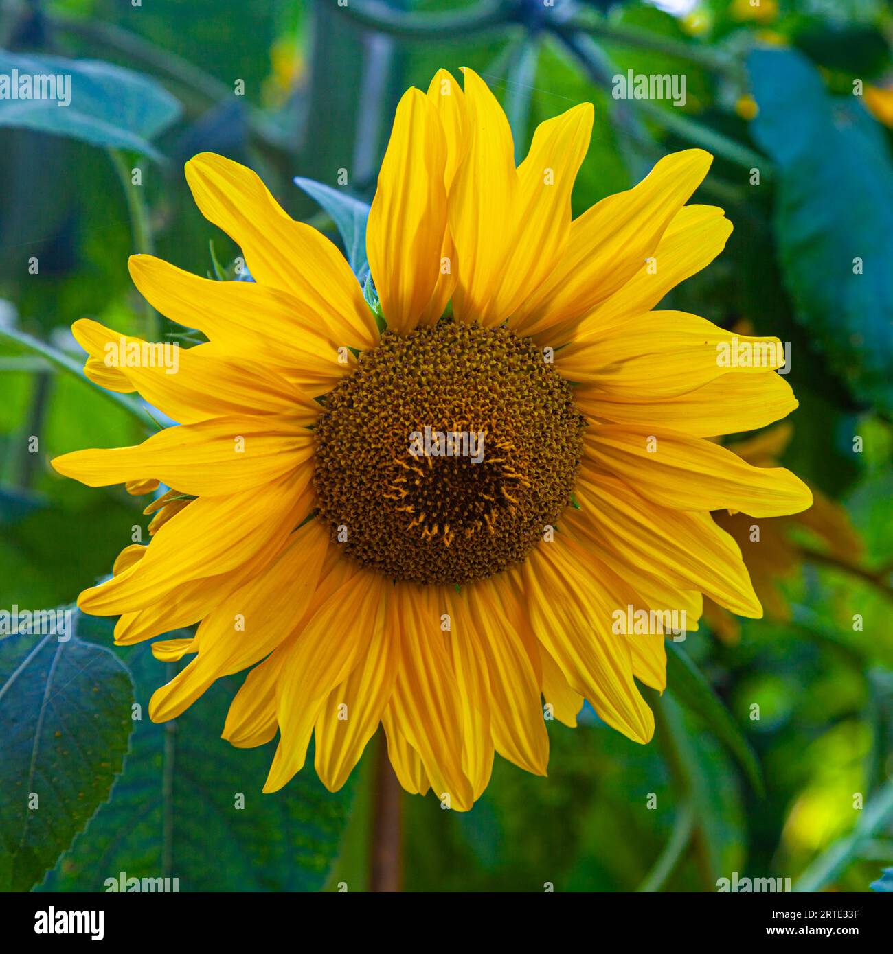 Girasoli gialli nei Giardini VanDusen a Vancouver Foto Stock