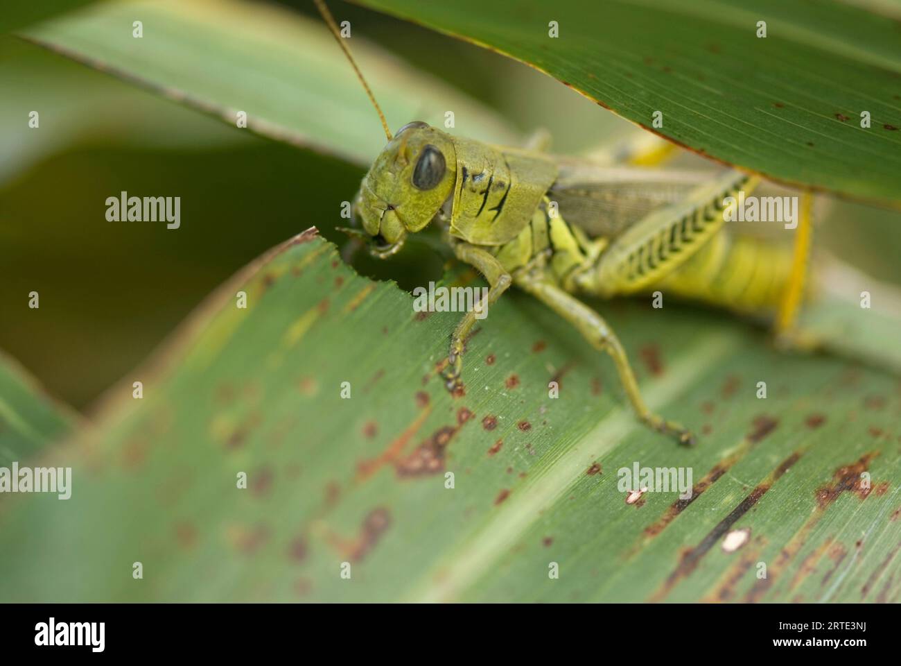 La cavalletta differenziale (Melanoplus differentialis) si alimenta su una foglia di mais; Lincoln, Nebraska, Stati Uniti d'America Foto Stock