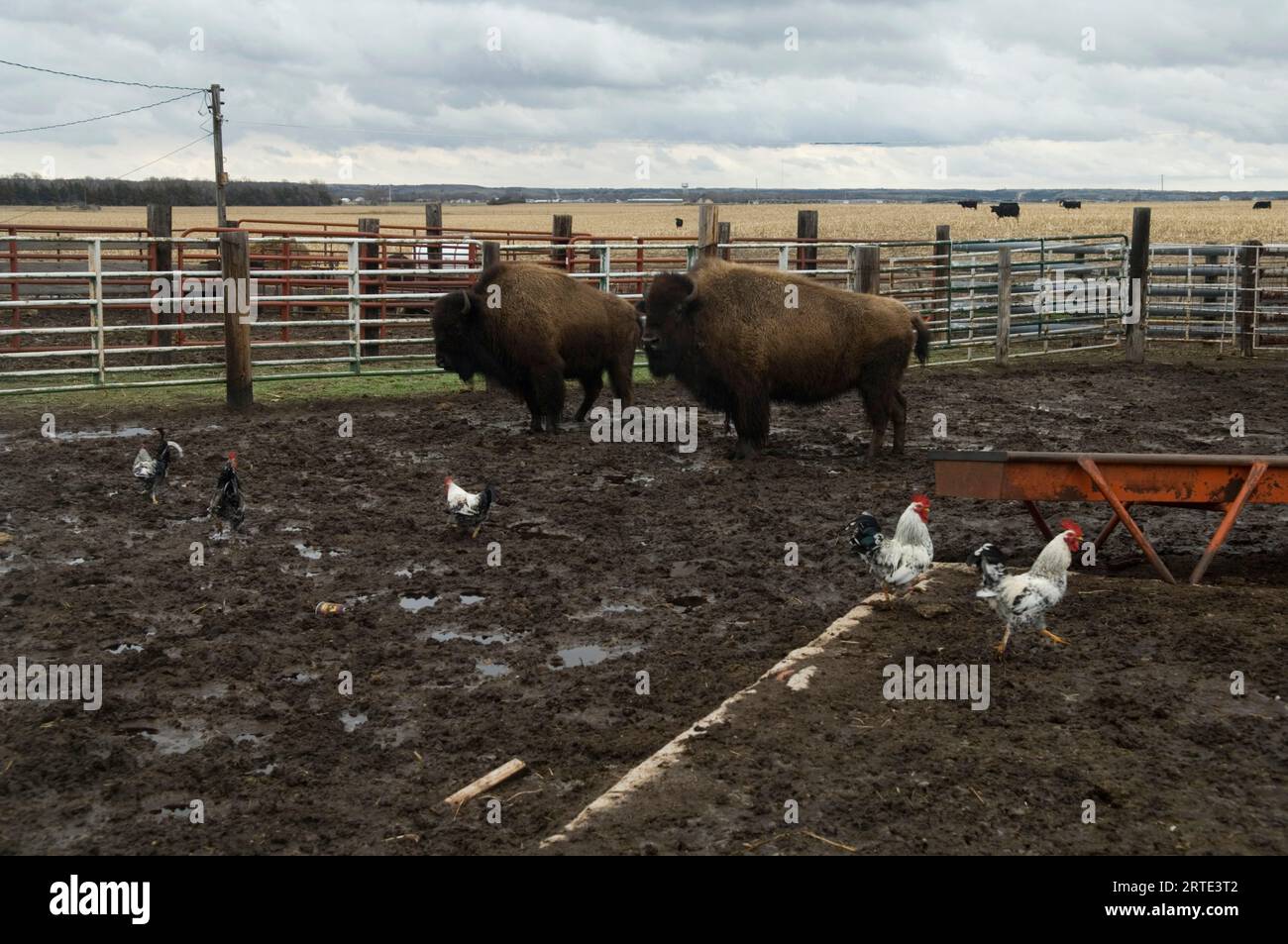 Bison (Bison bison) e polli in un'azienda agricola in Nebraska, Stati Uniti d'America; Burwell, Nebraska, Stati Uniti d'America Foto Stock
