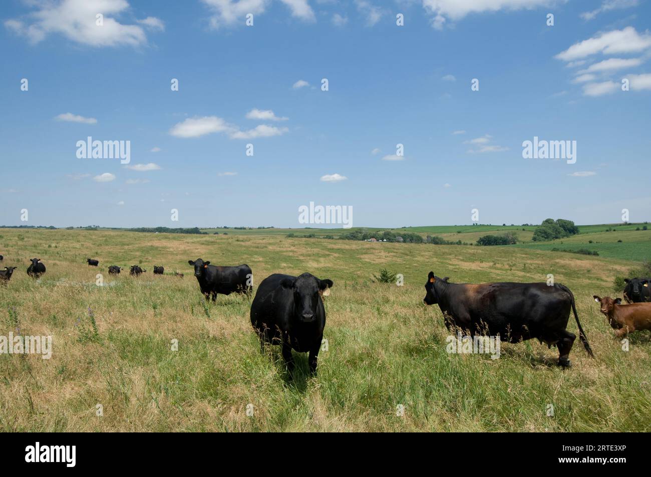 Angus bovine su pascolo a Valparaiso, Nebraska, USA; Valparaiso, Nebraska, Stati Uniti d'America Foto Stock