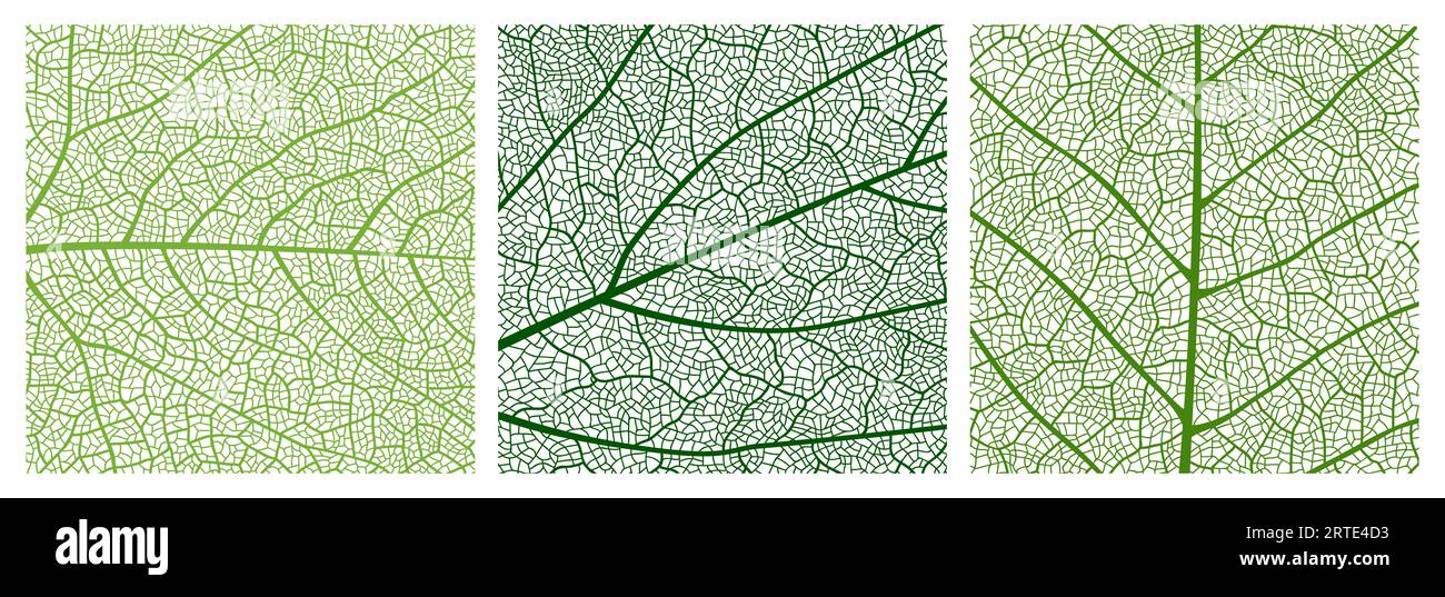 Primo piano con motivo a foglia verde, sfondo a foglia con vene e cellule. Struttura di venazione vettoriale del fogliame vegetale, sfondo a mosaico astratto della superficie delle foglie di betulla o acero Illustrazione Vettoriale