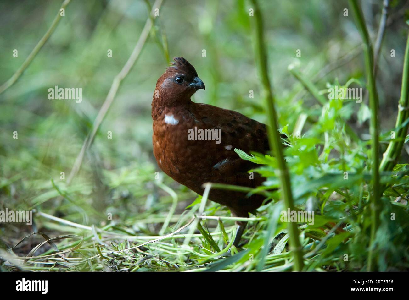 Ritratto ravvicinato di una quaglia bianca bianca rossa del Tennessee (Colinus virginianus marilandicus) in piedi a terra tra le piante Foto Stock