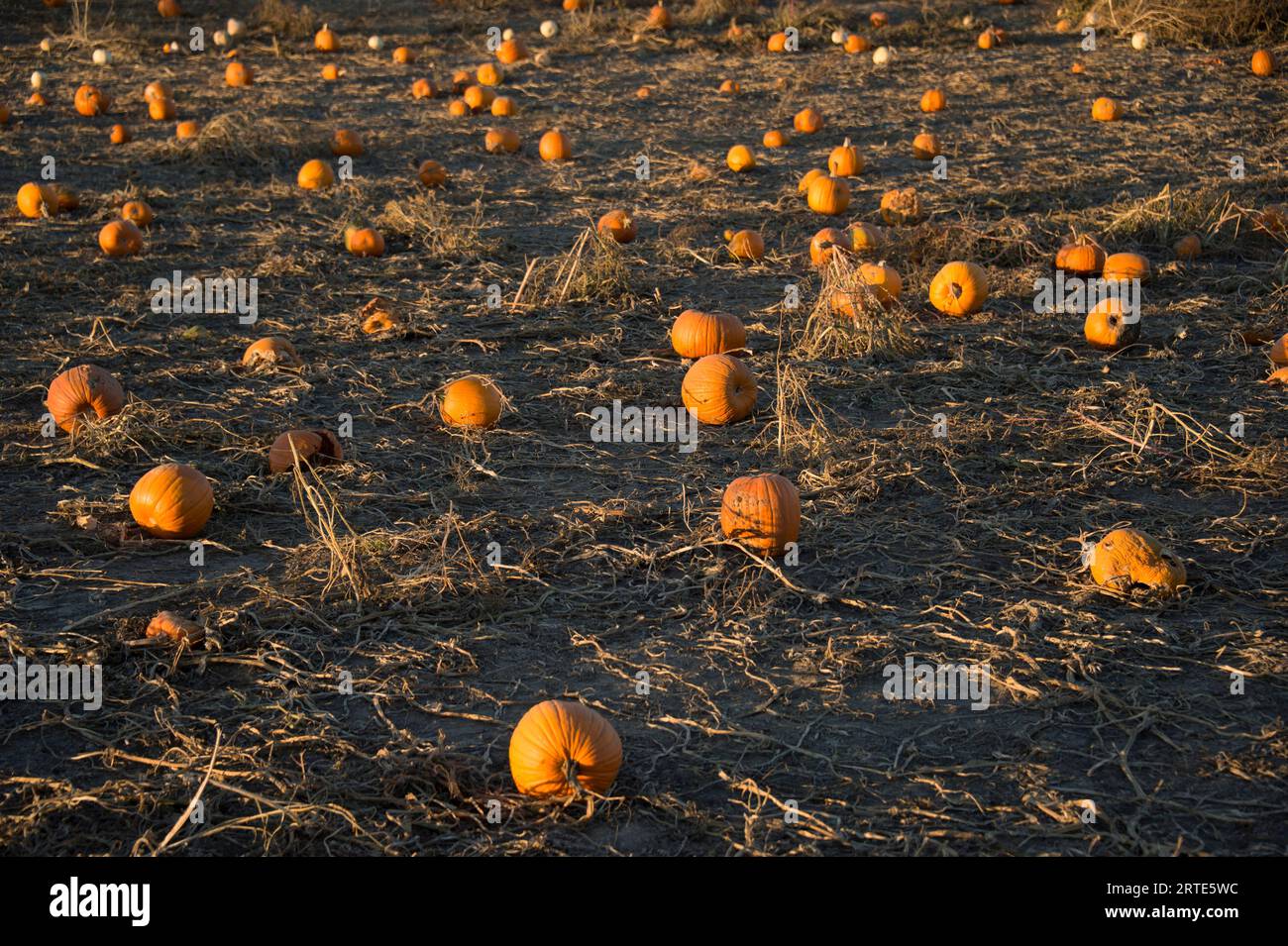 Zucche mature in un campo alla luce calda del tramonto; Roca, Nebraska, Stati Uniti d'America Foto Stock