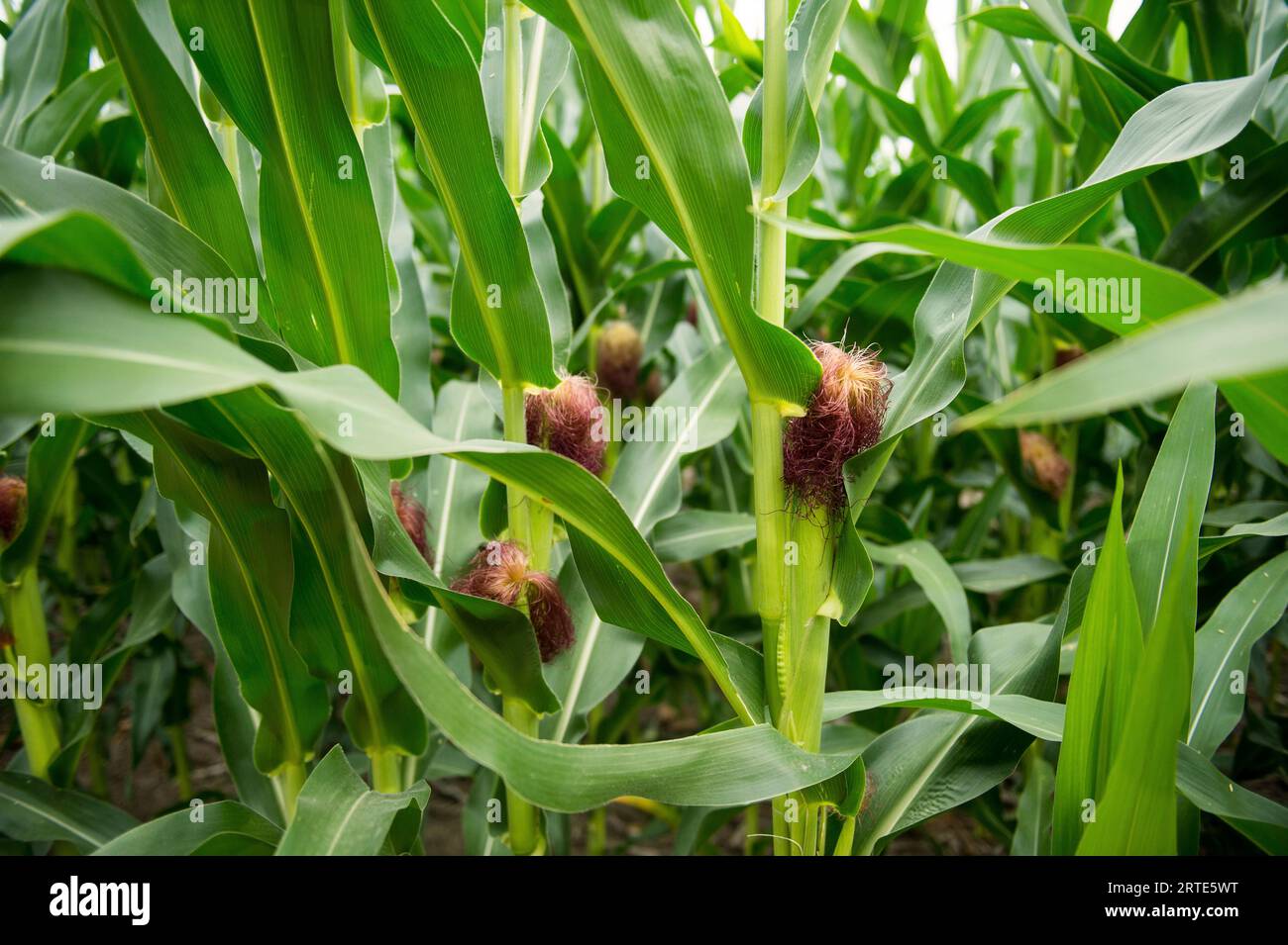 Primo piano degli steli di mais nelle prime fasi di crescita; Walton, Nebraska, Stati Uniti d'America Foto Stock