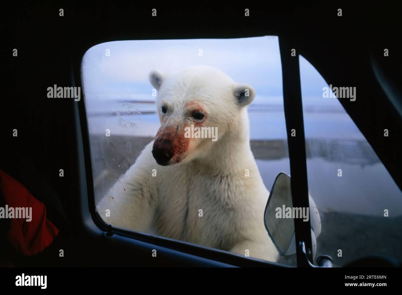 Orso polare (Ursus maritimus) con una faccia sanguinosa che guarda in una finestra di un camion; North Slope, Alaska, Stati Uniti d'America Foto Stock