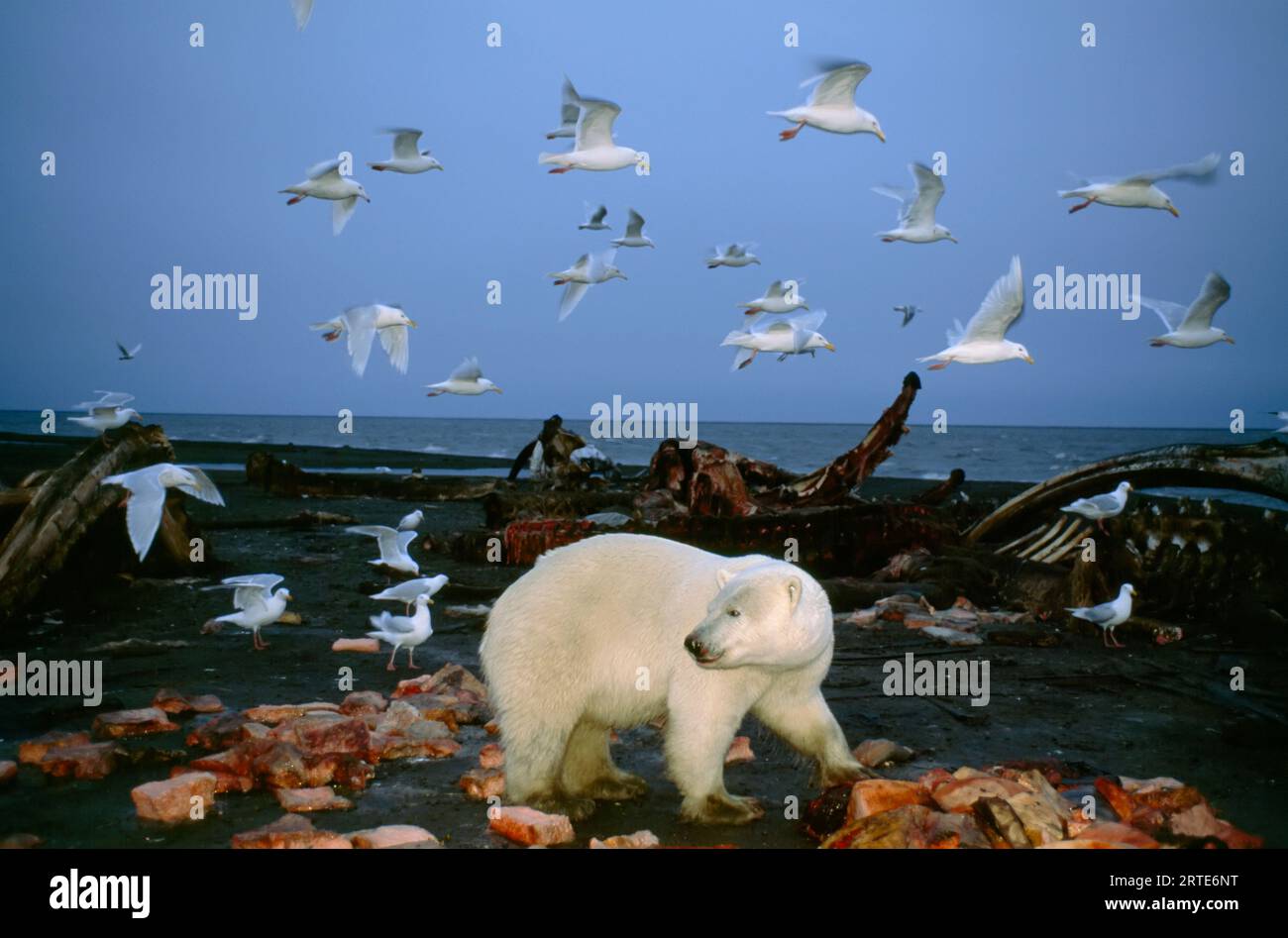 Orso polare (Ursus maritimus) e gabbiani forgiano una carcassa di balena sulla riva; North Slope, Alaska, Stati Uniti d'America Foto Stock