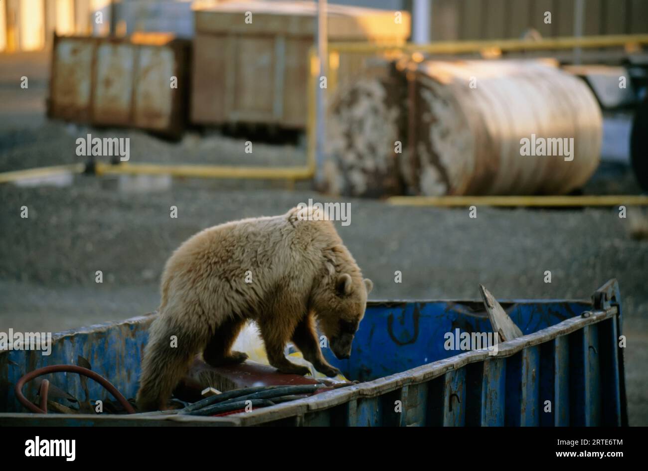Orso polare (Ursus maritimus) che si forgia in un cassonetto; North Slope, Alaska, Stati Uniti d'America Foto Stock