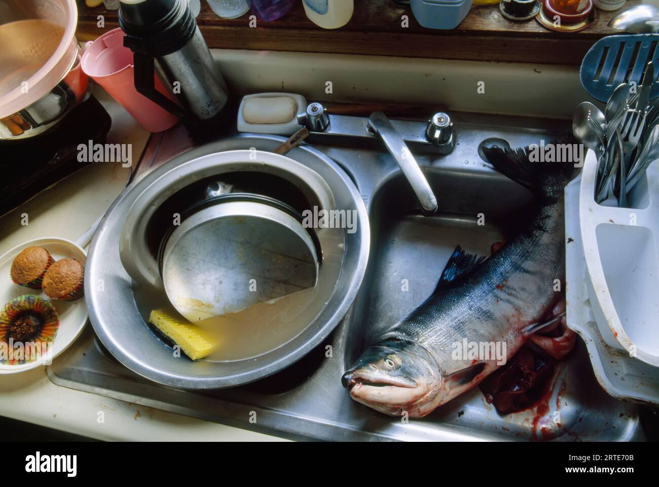 Lavello da cucina con carcassa di pesce; North Slope, Alaska, Stati Uniti d'America Foto Stock