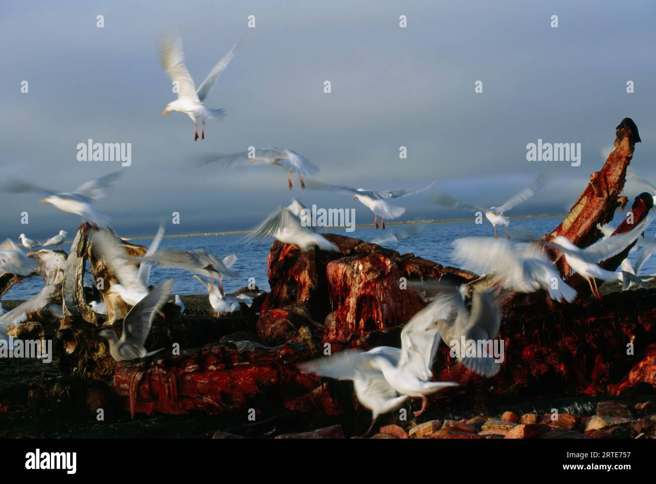 I gabbiani si radunano intorno a una carcassa di balena; North Slope, Alaska, Stati Uniti d'America Foto Stock