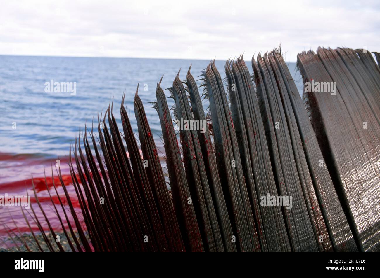 Il sangue fluisce nell'Oceano Artico da una carcassa di balena del Bowhead (Balaena mysticetus); Kaktovik, Alaska, Stati Uniti d'America Foto Stock