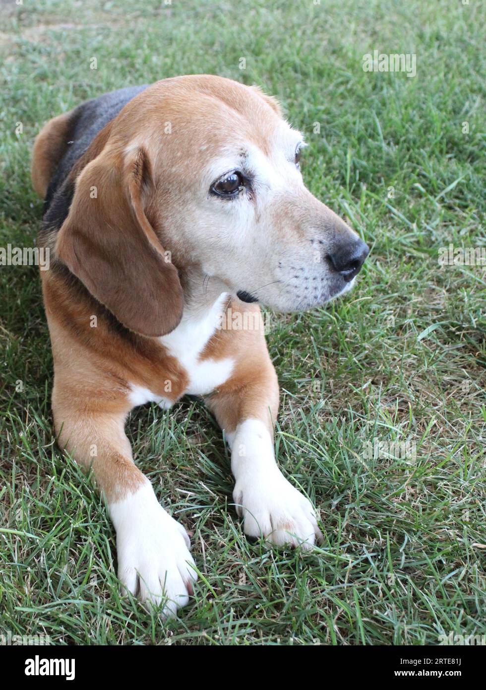 Beagle Foto Stock