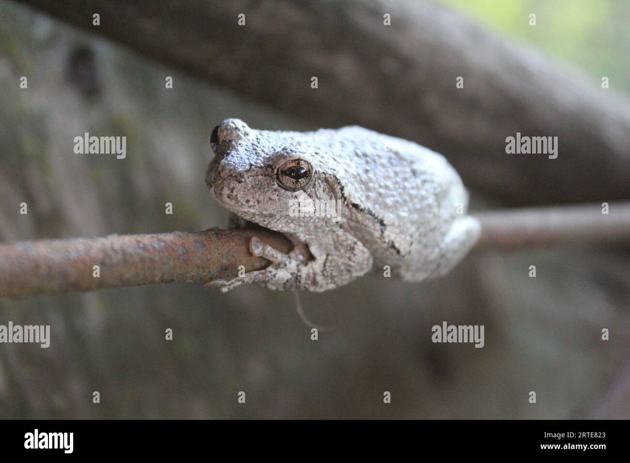 Gray Tree Frog Foto Stock