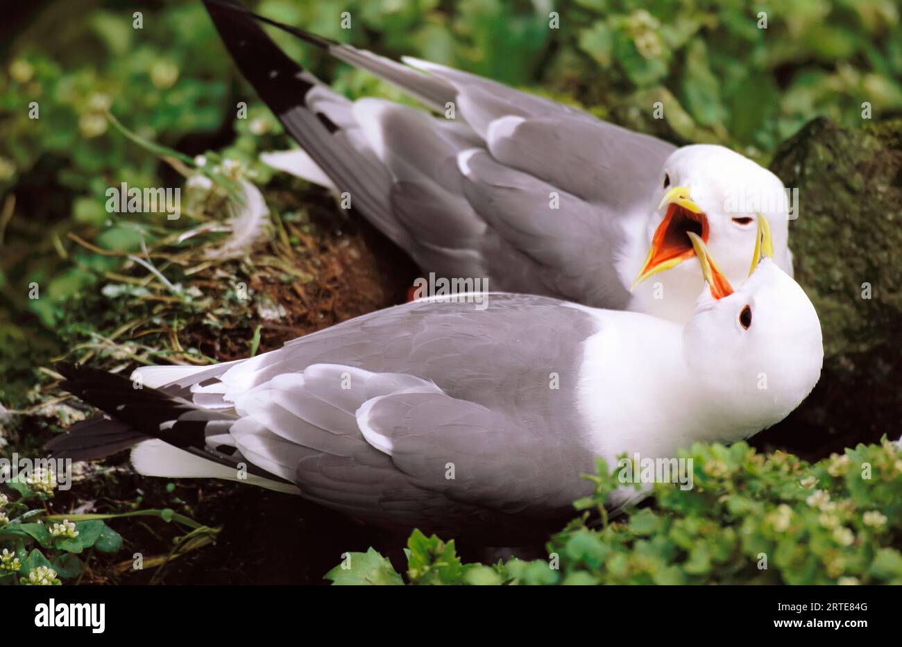 Vista ravvicinata di un paio di kittiwakes dalle zampe rosse (Rissa brevirostris) su una scogliera costiera Foto Stock