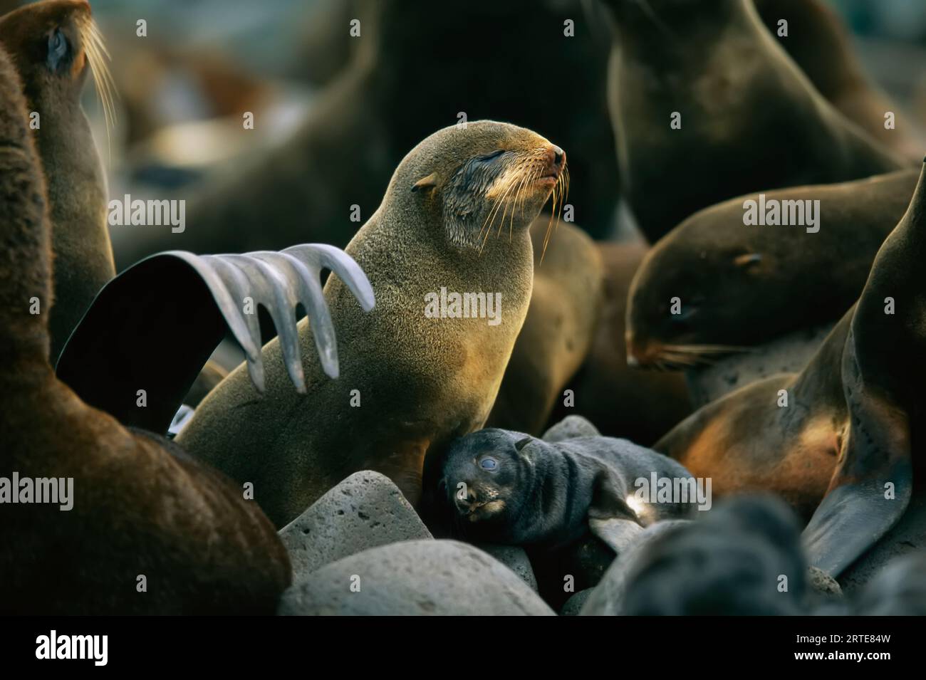 Foca da pelliccia del nord (Callorhinus alascanus) e cucciolo; St Paul Island, Pribilof Islands, Alaska, Stati Uniti d'America Foto Stock