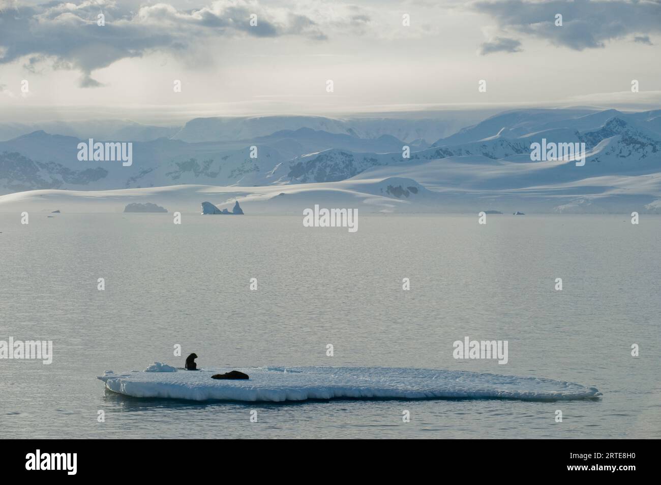 Foche nell'Oceano australe al largo del lato occidentale della penisola antartica; Penisola antartica, Antartide Foto Stock