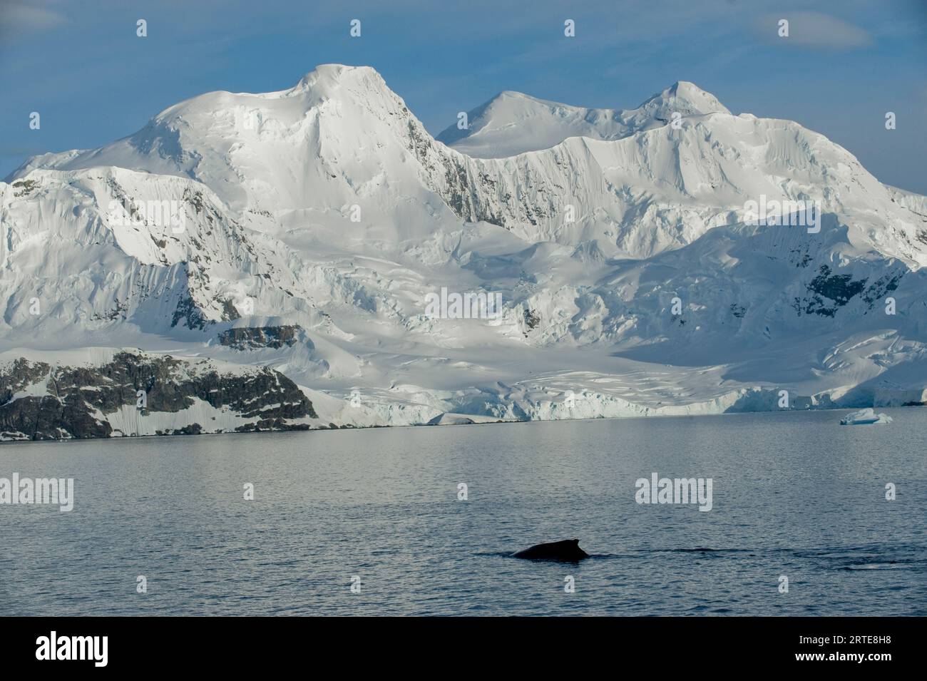 Balena nell'oceano al largo del lato occidentale della penisola antartica; penisola antartica, Antartide Foto Stock